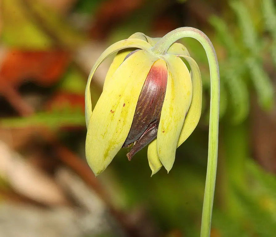 cobra lily flower