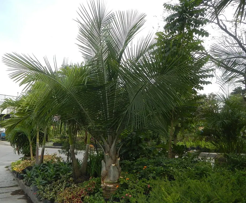 Ravenea rivularisl - Majesty Palm