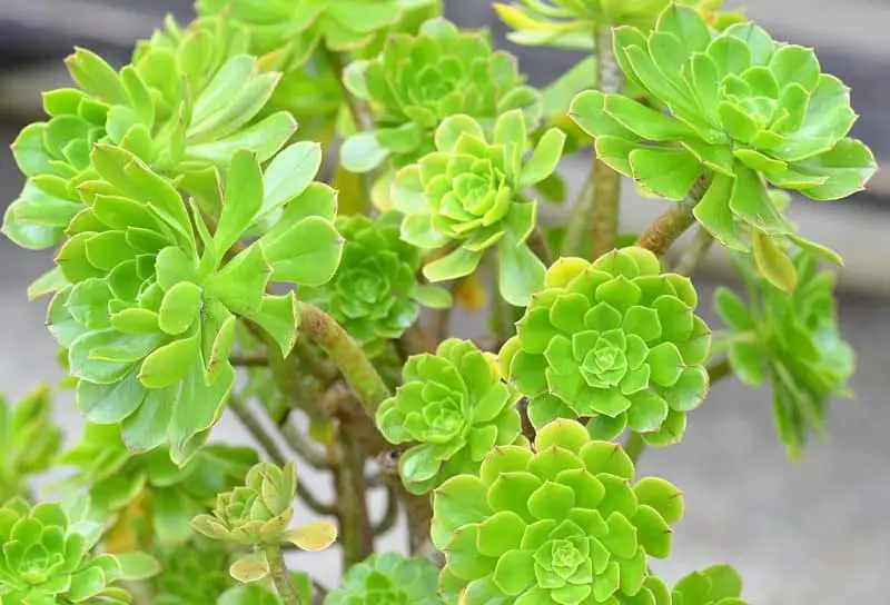 Aeonium Arboreum plant care