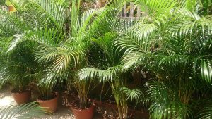 7 Essential Tips for Perfect Areca Palm Care Indoors