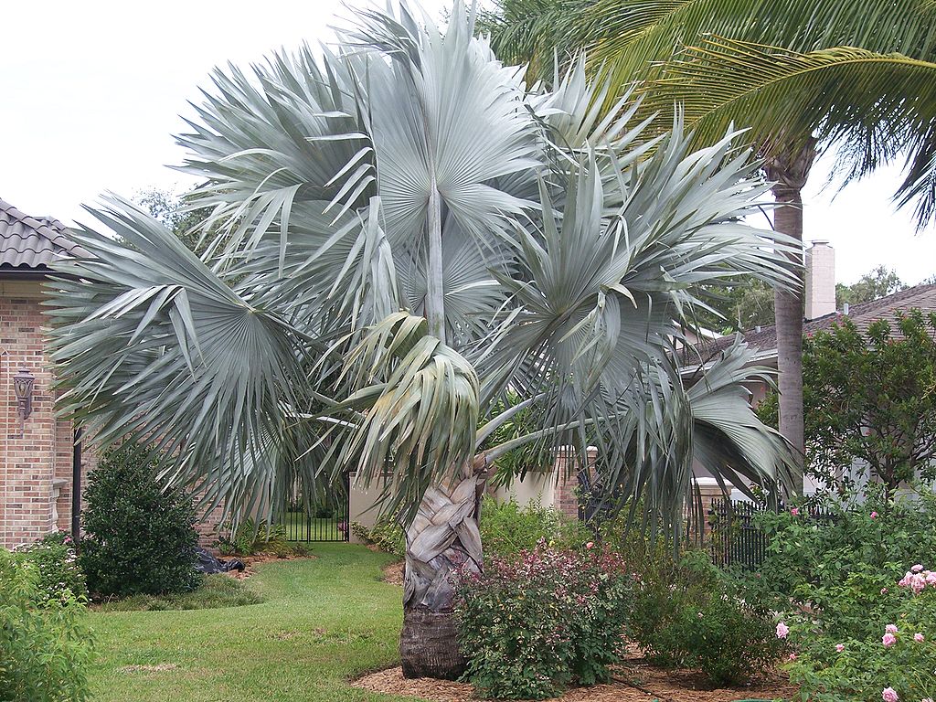 Benefits of Having Bismarckia Palm