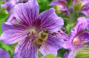 Geranium Care In Pots