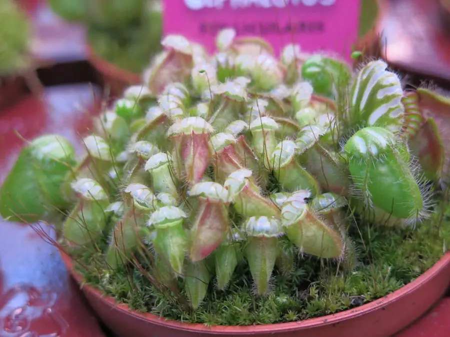 Cephalotus - Albany Pitcher Plant