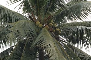 Growing Coconut Trees In Containers