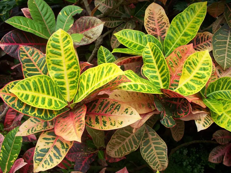 Croton Plant Indoor Care - Codiaeum variegatum