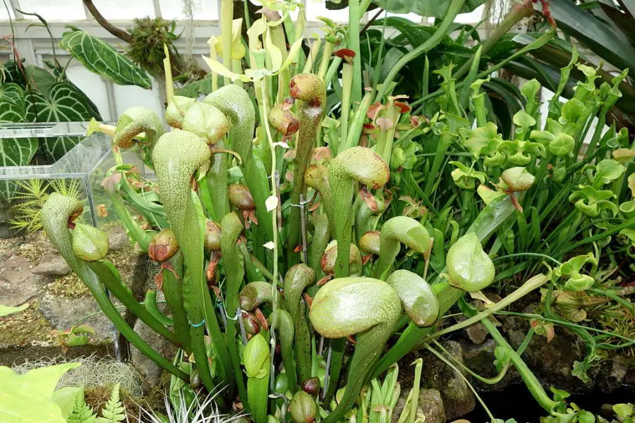 Cobra Lily Care 9 Darlingtonia californica Growth Hacks