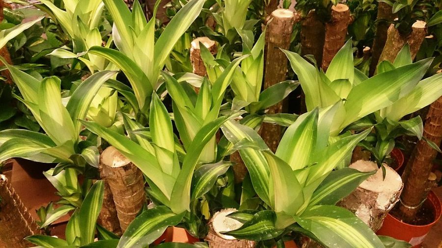 Dracaena_fragrans corn plant new growth