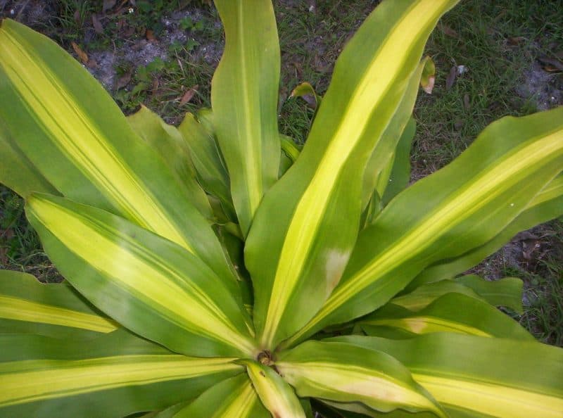 dracaena fragrans corn plant