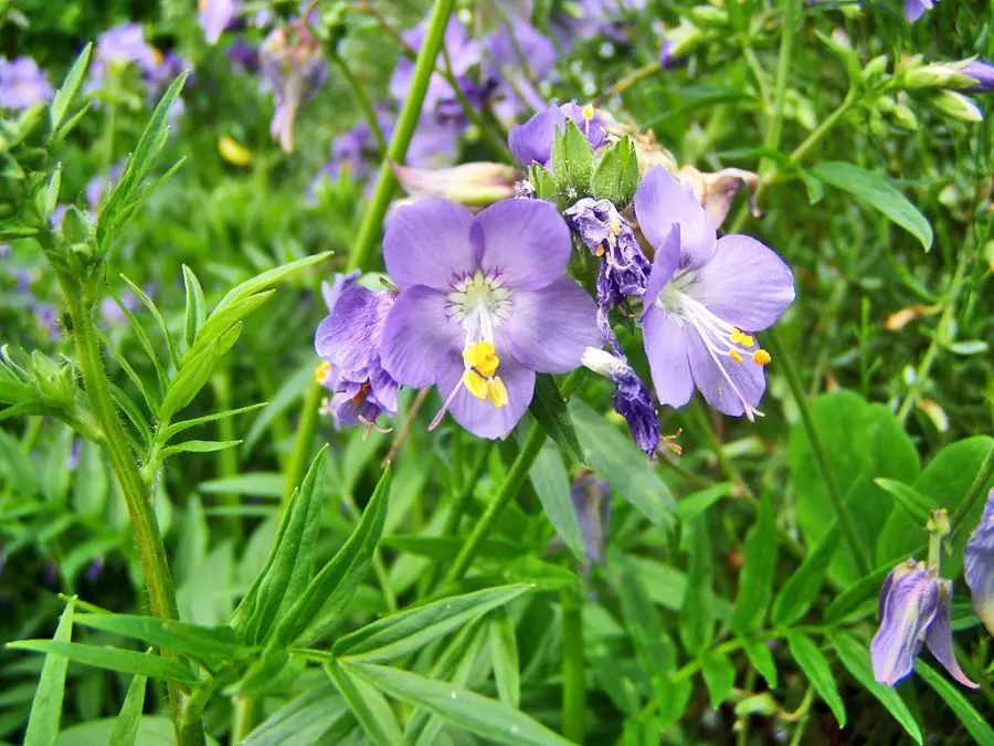 Growing Jacob's Ladder Indoors