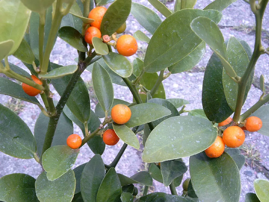 What Are Kumquats?