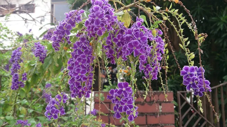 Growing Duranta erectus flowering