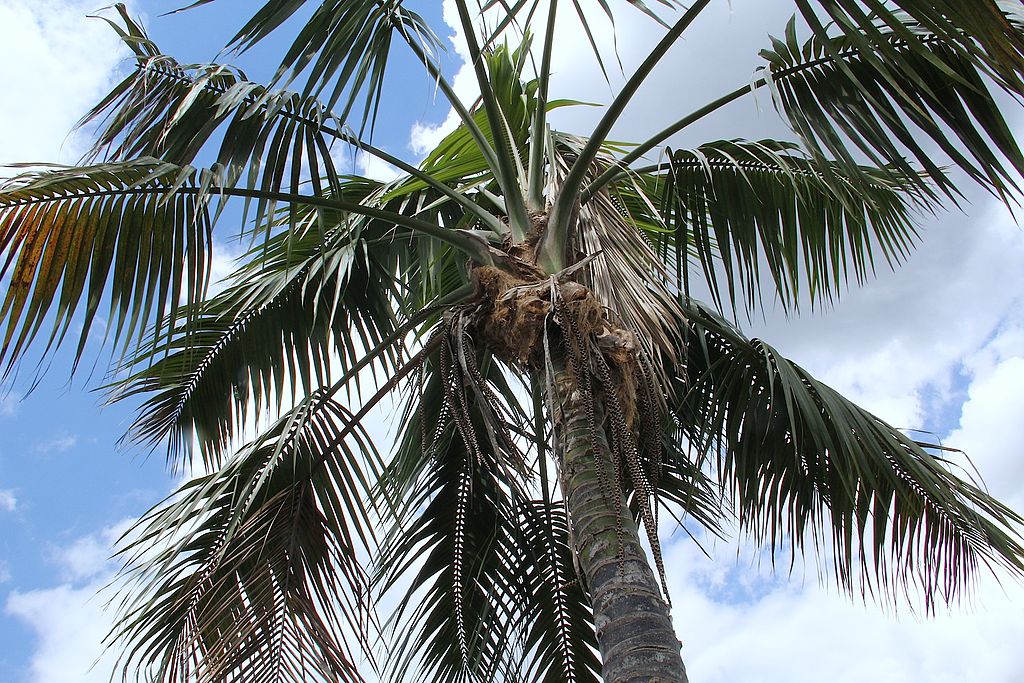 kentia palm crown