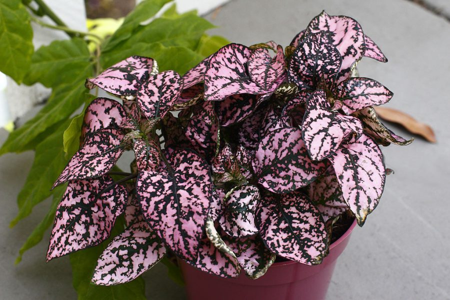 Polka Dot Plant Indoor Care-Hypoestes Phyllostachya