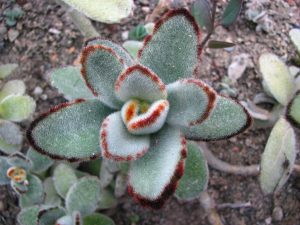 Panda Plant Care-Kalanchoe tomentosa