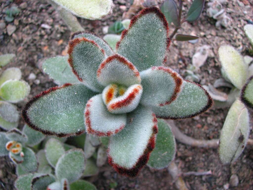 Panda Plant Care: 9 Easy Growth Tips For Beginners