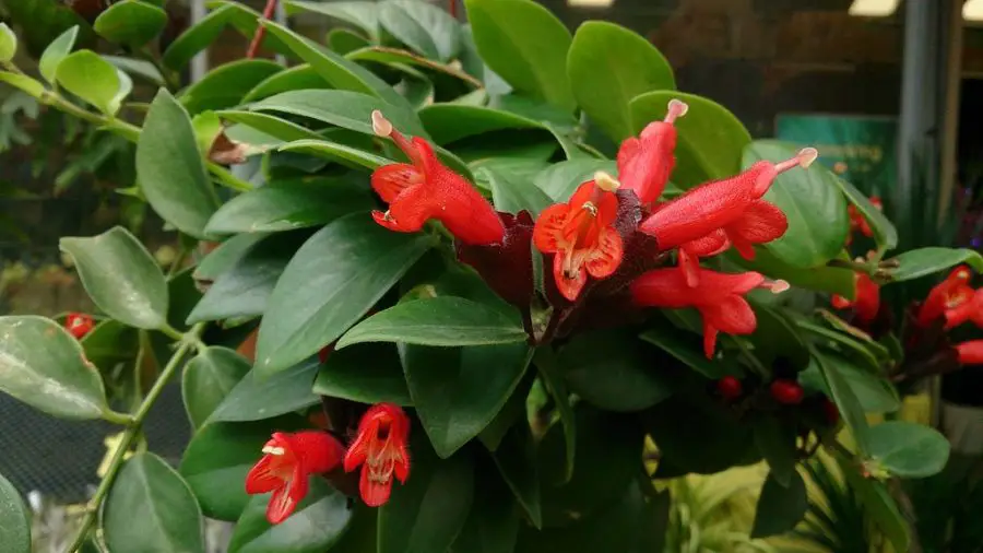 Lipstick Plant Care Indoors: