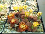 Lithops Plant Care: 9 Easy Living Stone Tips And Tricks