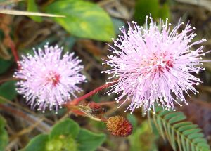 Sensitive Plant Care Indoors: 7 Easy Mimosa Pudica Care Tips