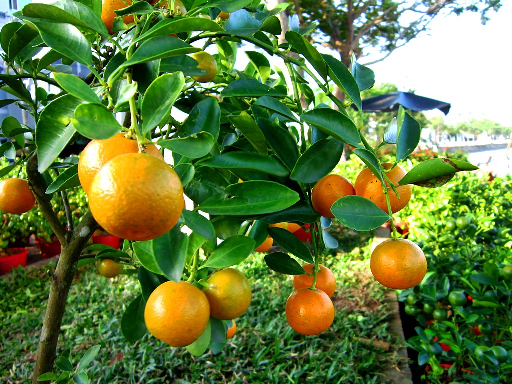 kumquats hanging on a tree