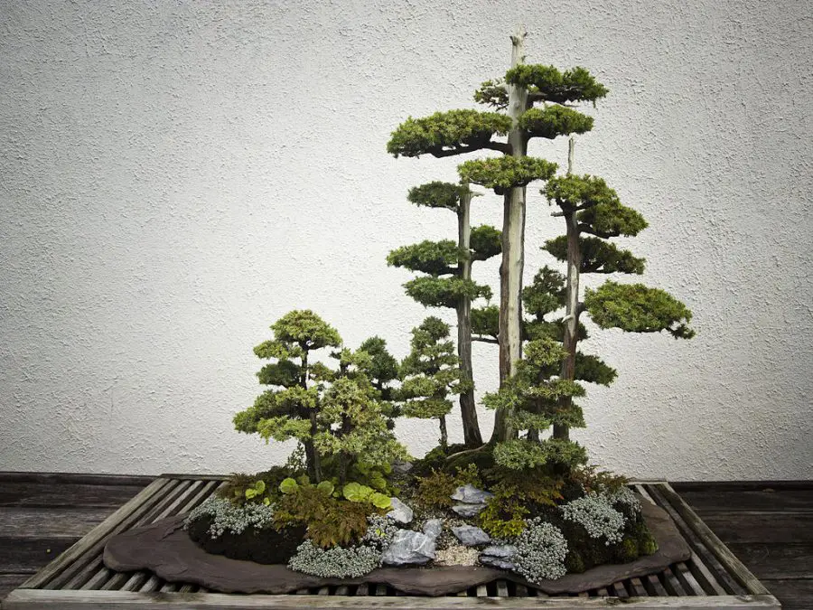 Penjing vs Bonsai: 7 Intriguing Differences