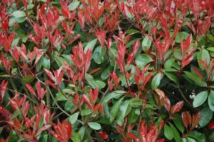 Red Tip Photinia Privacy Hedge