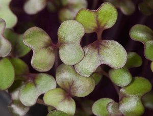 How To Grow Cabbage Microgreens