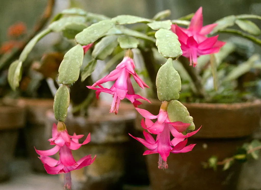Zygocactus Care Indoors 5 Schlumbergera Growth Hacks