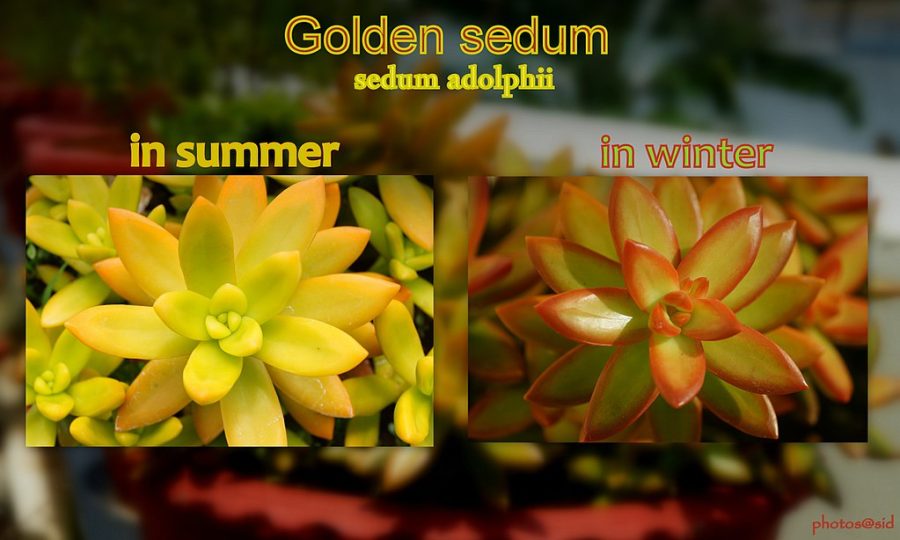 Sedum Adolphii Care: 13 Golden Sedum Growth Tips
