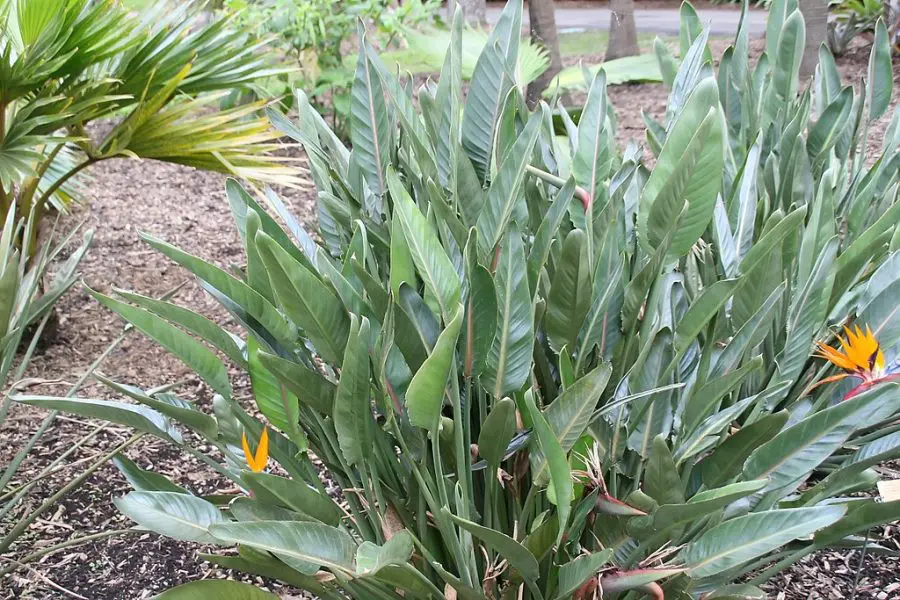 Strelitzia juncea