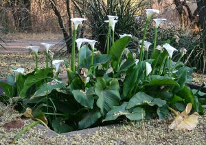 Calla Lily Care Indoors Potted - Zantedeschia aethiopica