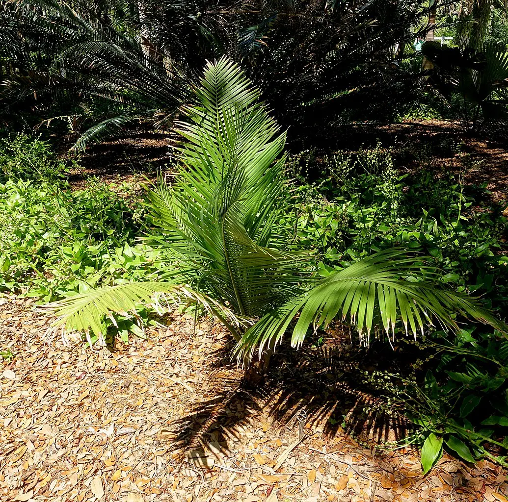 Ravenea rivularis palm