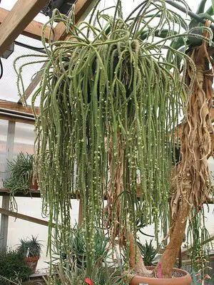 Mistletoe Cactus Care In A Hanging Basket