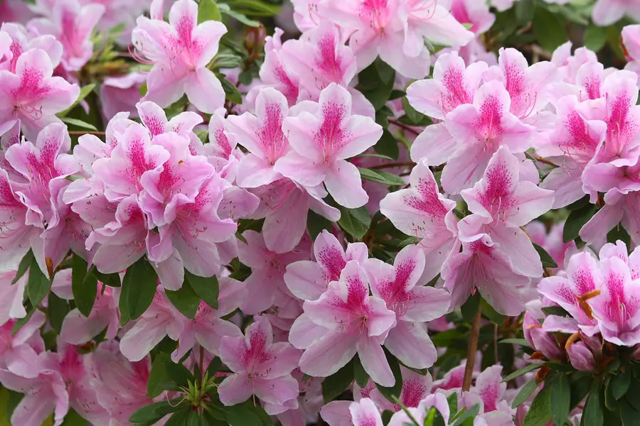 Azalea Plant Indoors