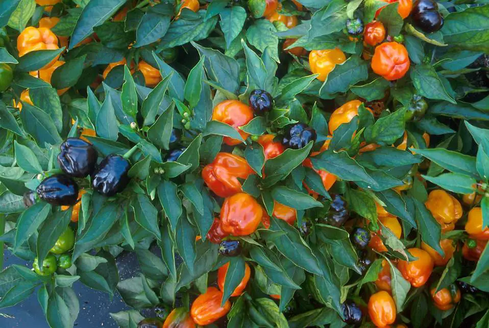 How Long Do Pepper Plants Live? 9 Easy Growth Hacks Keep It Alive