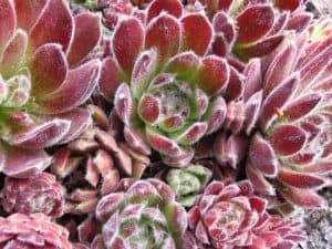 Echeveria Plant Benefits
