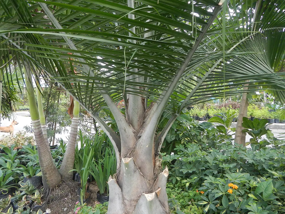 Majesty Palm lower branch structure