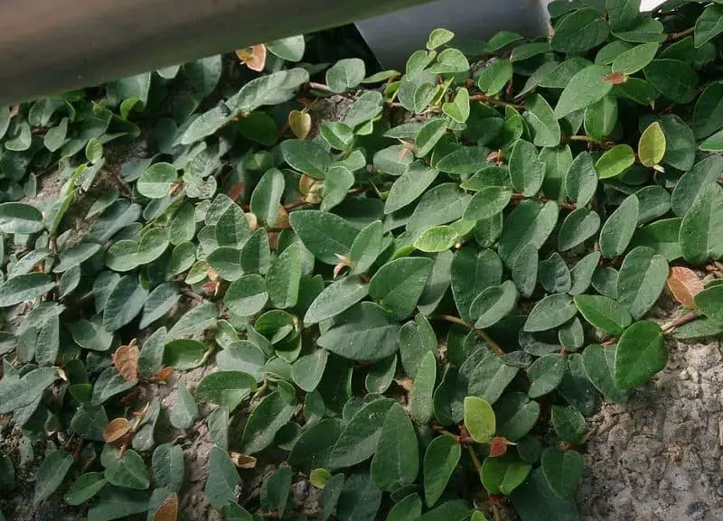 Creeping Fig Indoor Care