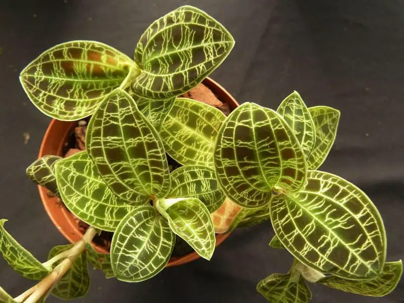 How To Grow Jewel Orchids - Jewel Orchid Care Tips