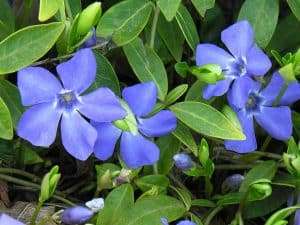 vinca vine in pots