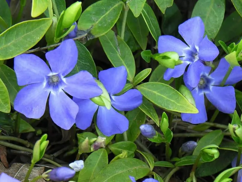 vinca vine in pots - how to grow vinca vine indoors