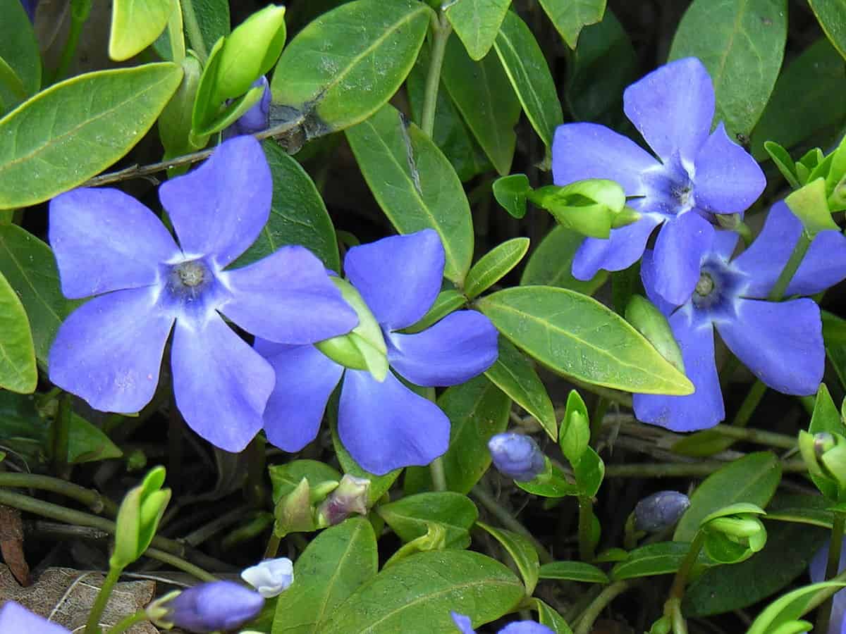 Vinca Vine In Pots [How To Grow Vinca Vine Indoors]