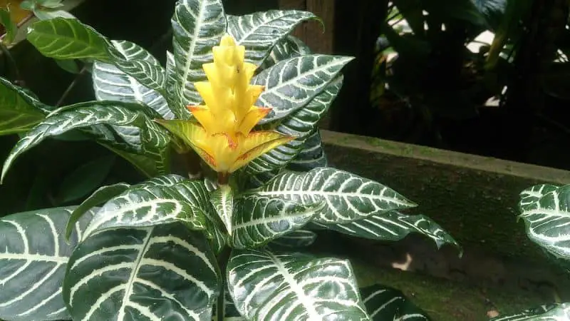 Zebra Plant Care Indoors [Aphelandra Squarrosa Growth Tips]