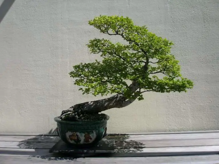 5 Best Low Light Bonsai For Indoors Tips And Tricks