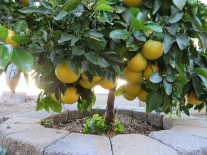 How To Grow Grapefruit Indoors