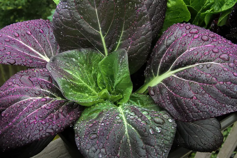 How To Grow Bok Choy Indoors - Growing Purple Bok Choi In Coco Coir