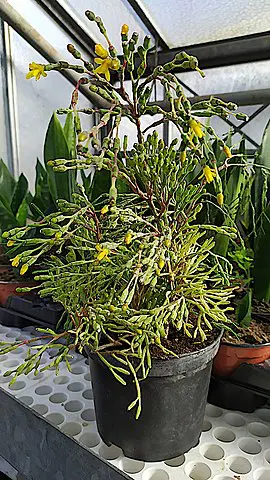 Dancing Bones Cactus Care In A Pot