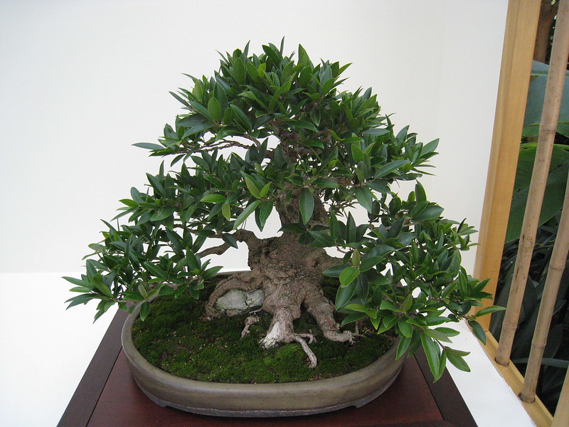 Ficus Bonsai Tree (Ficus benjamina)