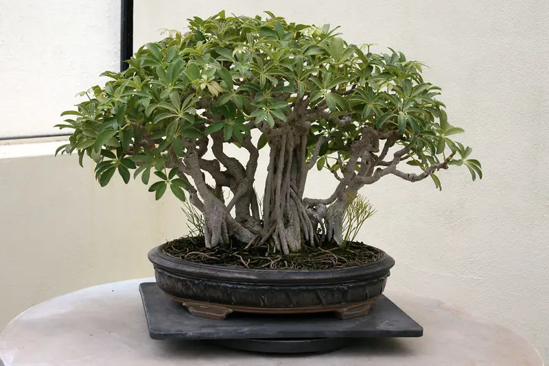 Hawaiian Umbrella Tree (Schefflera arboricola) Bonsai