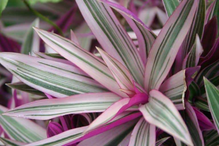 Oyster Plant Care Indoors How To Care For Oyster Plants