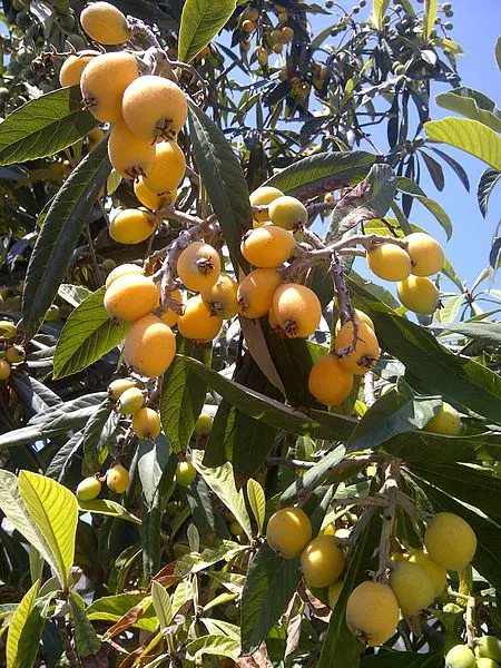 loquat tree and fruit on branch